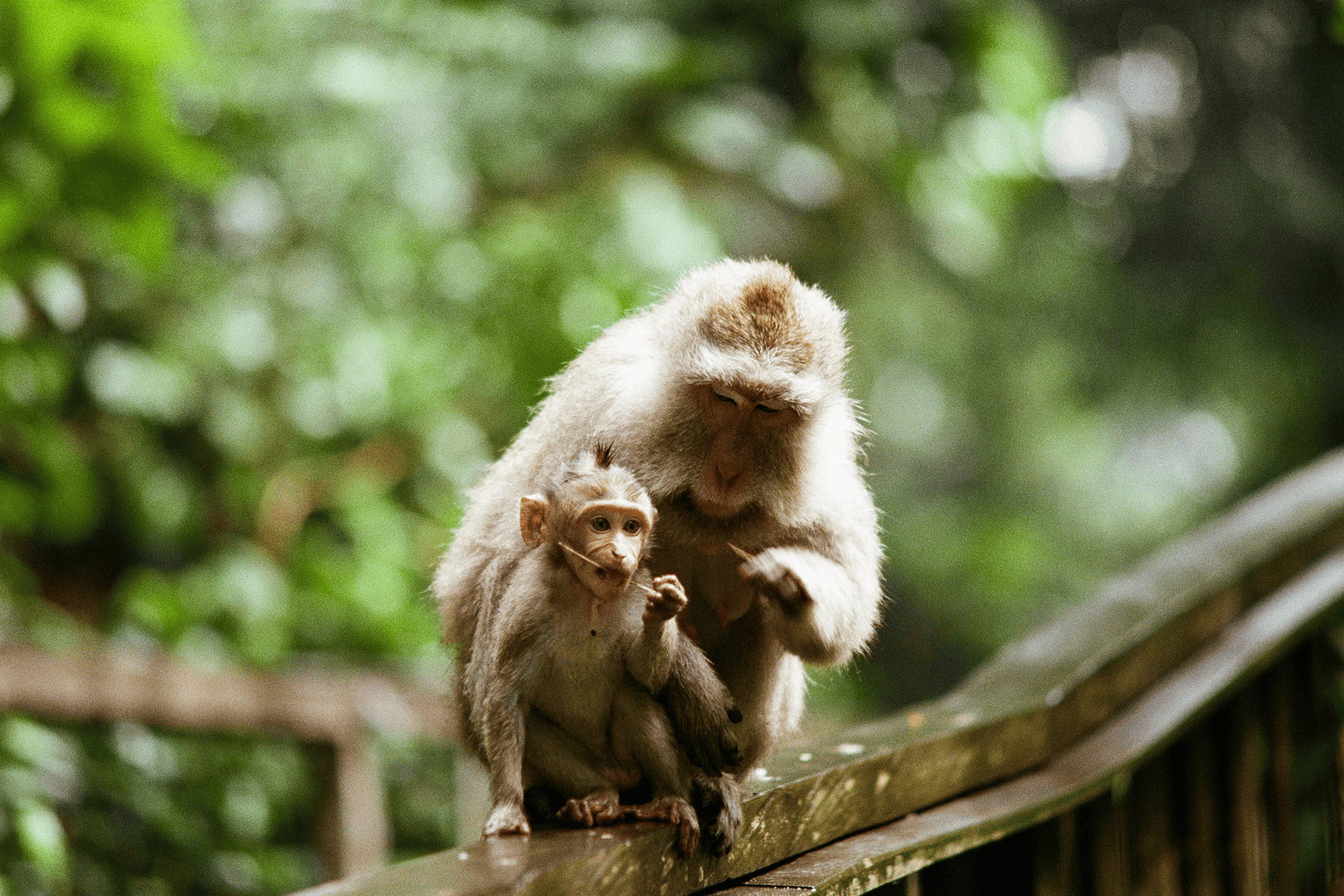 Excursions & Tours - Mahayani Ubud Villa